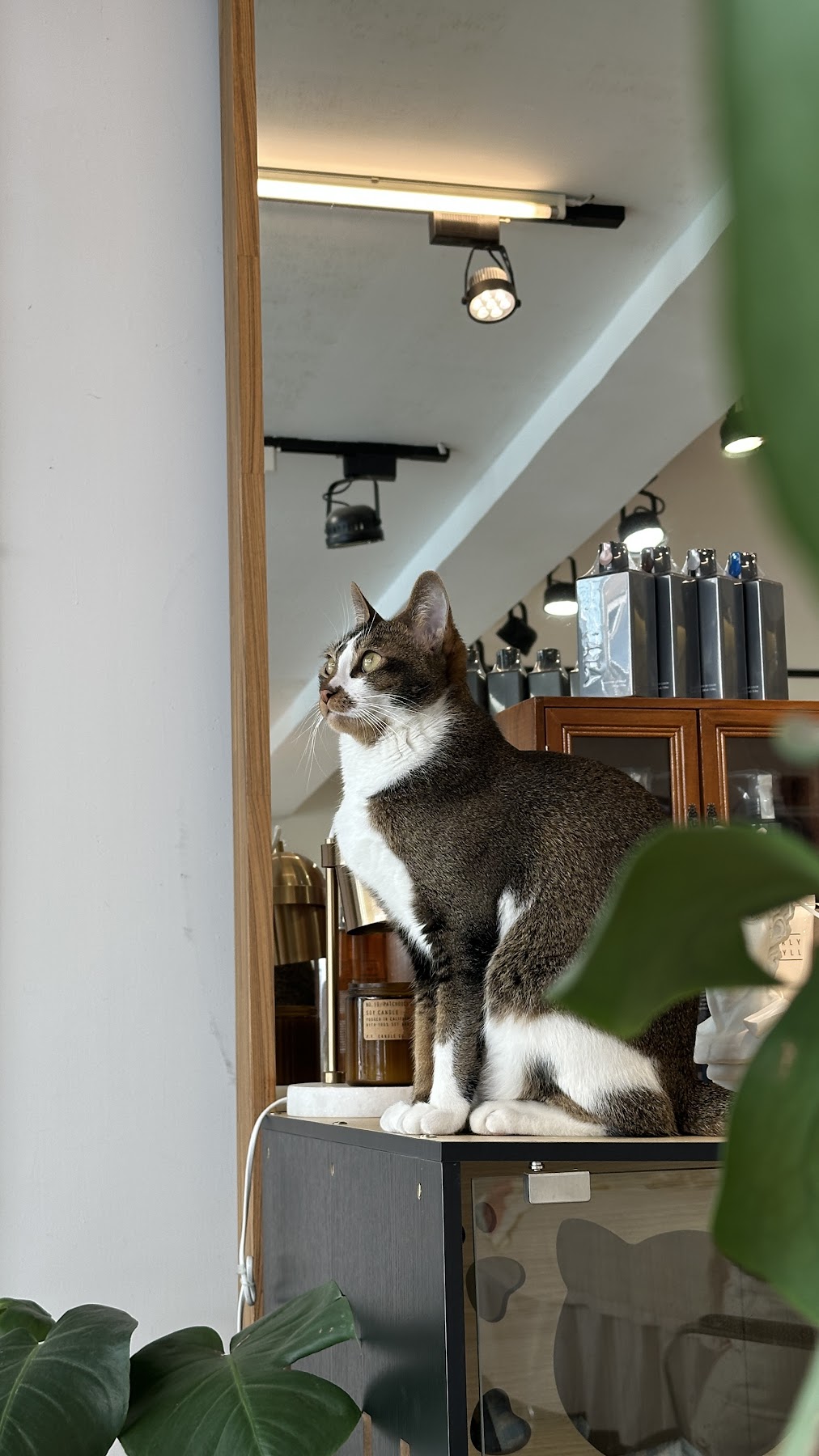 敘日 Hair Studio 店貓與美髮產品櫃